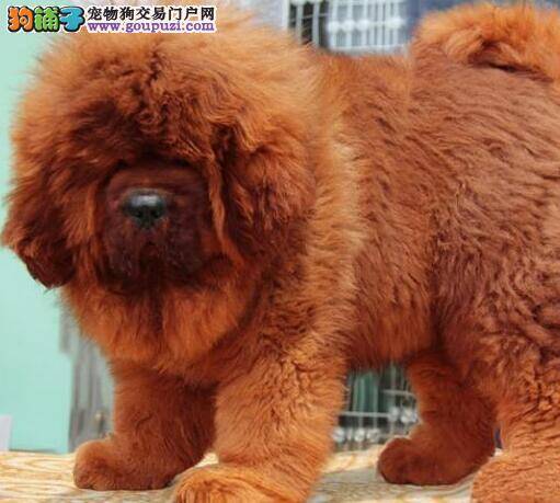 被自家的藏獒给咬了需要打针吗
