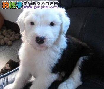 为什么一定要给老年的古代牧羊犬补钙