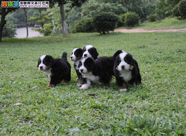 怎样避免伯恩山犬喜欢吃垃圾