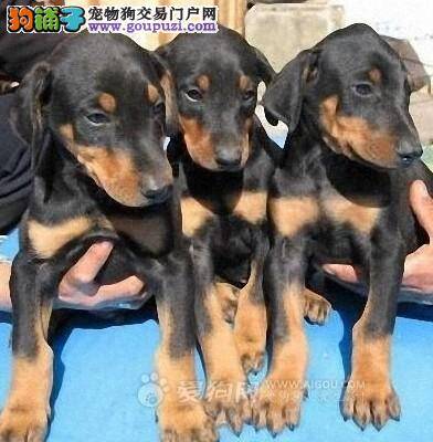 杜宾狗狗可以吃番茄酱吗