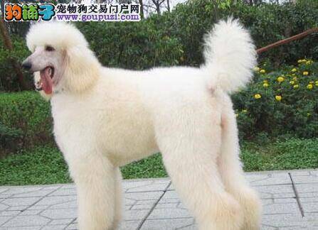 我家贵宾犬得了细小 治愈的几率大么