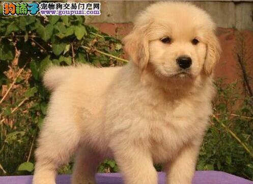 可以给一个月的金毛犬吃狗粮吗