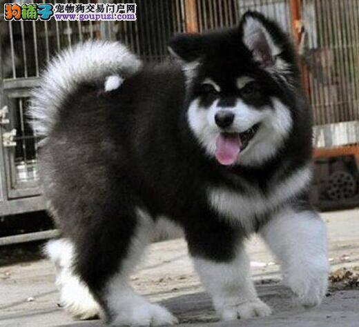 治疗阿拉斯加犬寄生虫的小诀窍