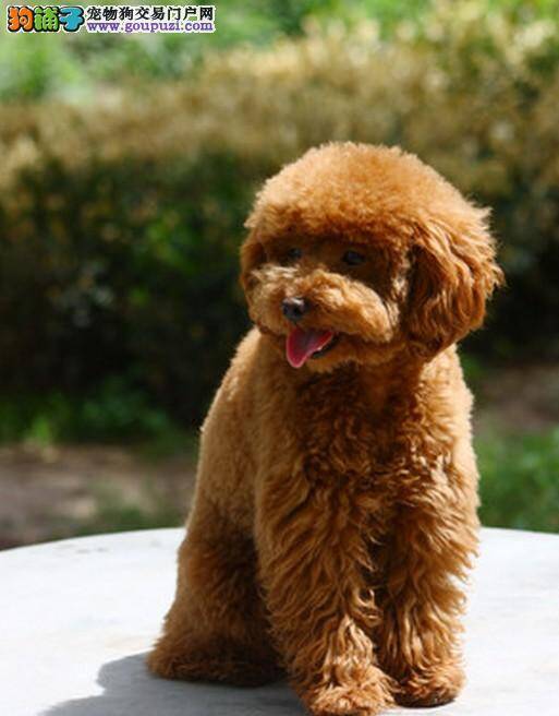 天有不测风云 贵宾犬中毒后如何处理
