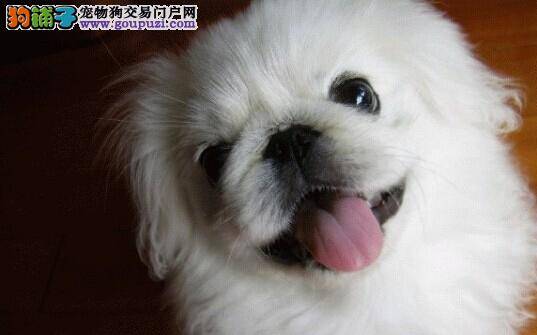 夏日狗狗医疗大全 京巴犬出现不同程度的中暑怎么办