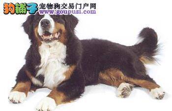 纠正伯恩山犬不良恶习的绝佳策略