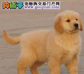 金毛犬吃了火腿肠的塑料皮有没有事儿啊