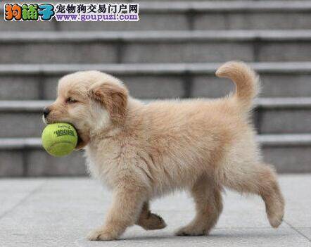 在驯养金毛犬更听话的方法中有哪些是可取的