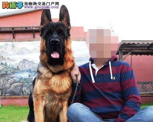 良好的饮食习惯对德国牧羊犬健康非常重要