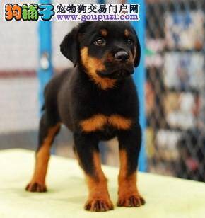 “跟屁虫”罗威纳犬这样的习惯是好的吗