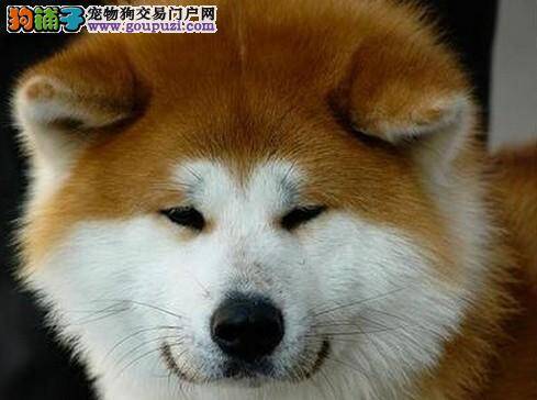 护理大全集 七个要点轻松让秋田犬健康成长