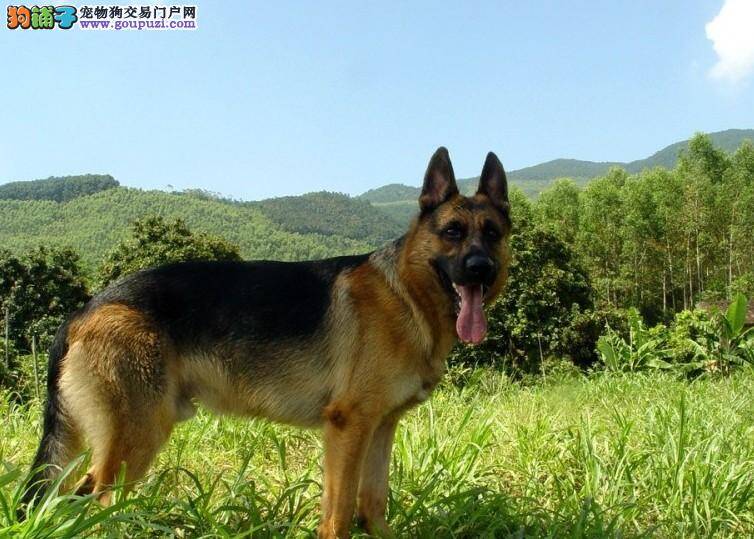 德国牧羊犬患老年痴呆之后的15种症状