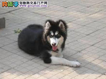 打败细小 争取维系阿拉斯加犬生命的最后机会