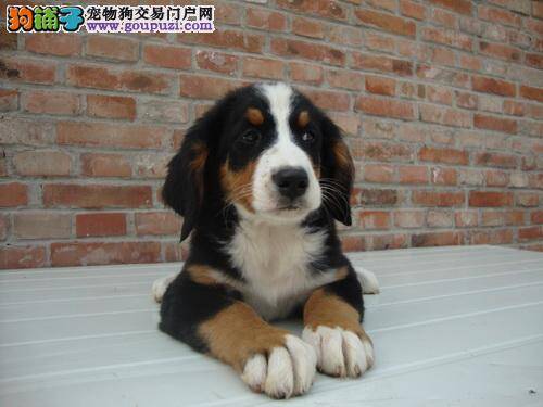 伯恩山犬外出期间总是走得很急 如何制止呢