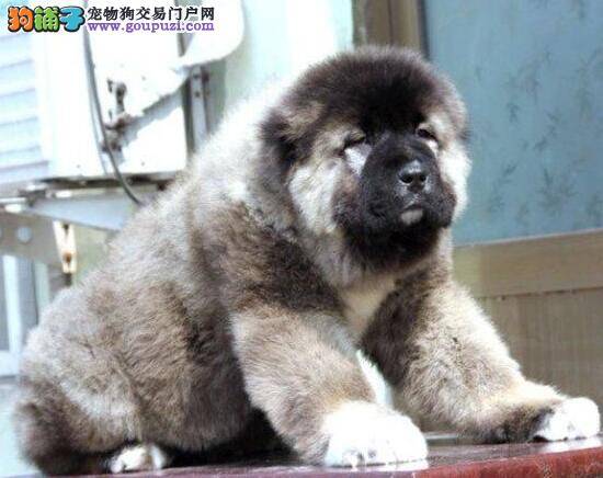 解说人工喂养高加索犬幼犬的方法