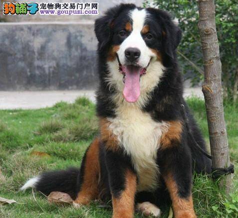 伯恩山犬最近胃口不是很好怎么回事