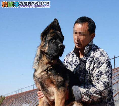 饲养德国牧羊犬要知道狗狗不可以吃哪些食物