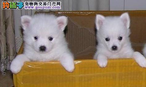银狐犬为何一定要啃骨头