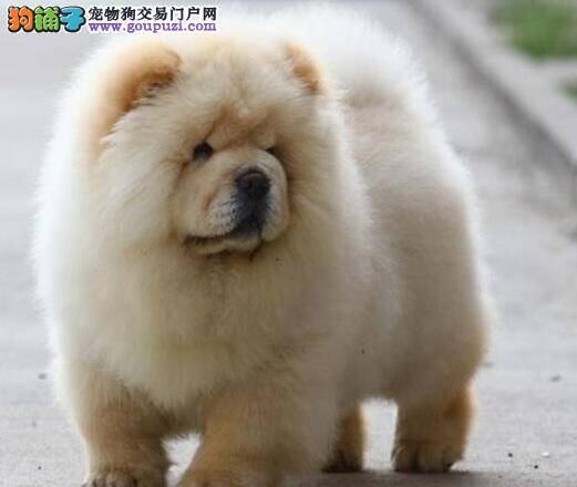 松狮犬毛发剃光之后几个月能长出新毛