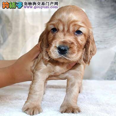 可卡犬因为上火眼睛睁不开了该怎么办