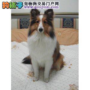 对喜乐蒂犬幼犬进行呼名训练的方法