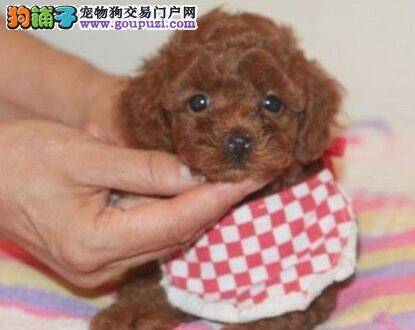 精华知识 贵宾犬喂养常犯哪些错误