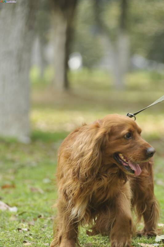 公开讲解年幼的可卡犬饲养技巧