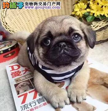 饲养秘籍 如何照顾好小巴哥犬