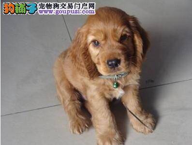 健身达人教你为可卡犬减肥的四大方法