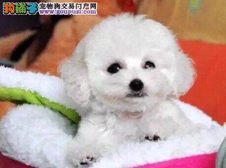 为泰迪犬挑选寄养中心 专家给您几点建议