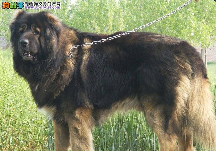 高加索犬过量食用鸡肝会出现哪些不利影响