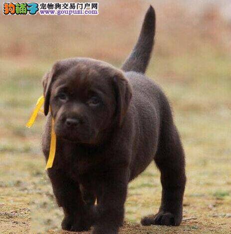 2个月的拉布拉多犬吃几颗奶糕呢