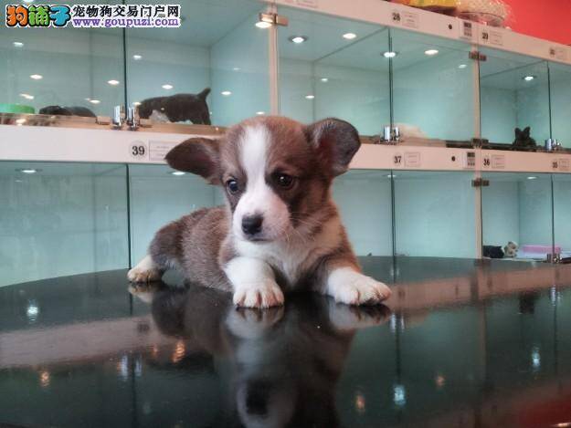 柯基犬皮屑过多会导致哪些皮肤疾病