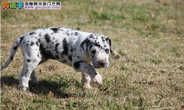 给斑点狗洗澡要错过这些时间段