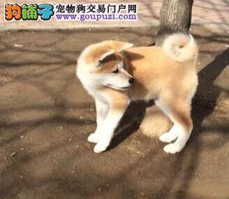 给秋田犬做驱虫工作最好使用哪种方式