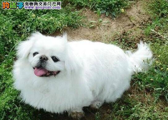 京巴狗突然不吃东西还吐黄水这是怎么了