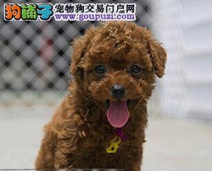 两个月的贵宾犬需要吃发育宝吗 求指点