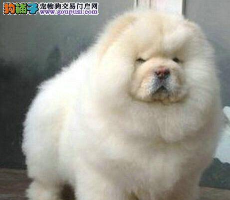 松狮犬患上狗瘟后开始抽搐如何是好