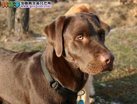 时尚狗狗紧跟潮流 给拉布拉多犬染毛知识问答