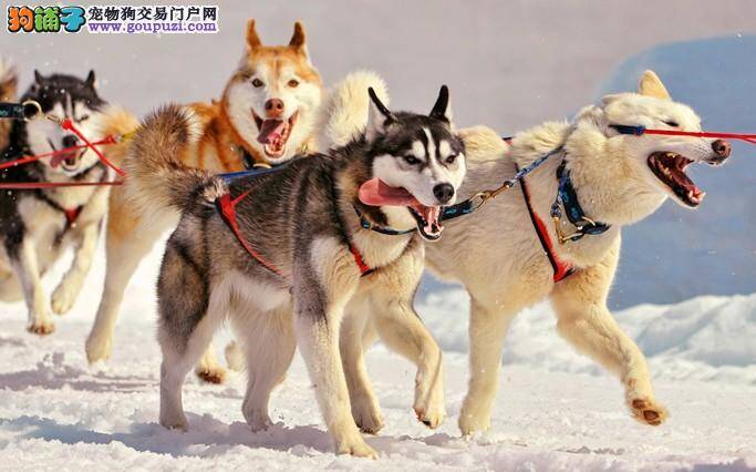 孕育健康宝宝 加强阿拉斯加雪橇犬孕期营养