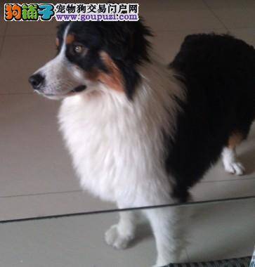 自家苏格兰牧羊犬有蛀牙了怎么办