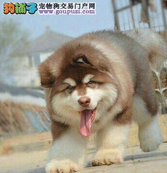 阿拉斯加犬摔跤之后就没有精神是摔坏了吗