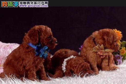 让贵宾犬不再乱叫有哪些战略方法