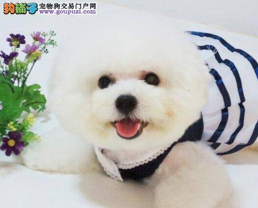 比熊犬感冒好了之后就开始咳嗽需要吃什么药