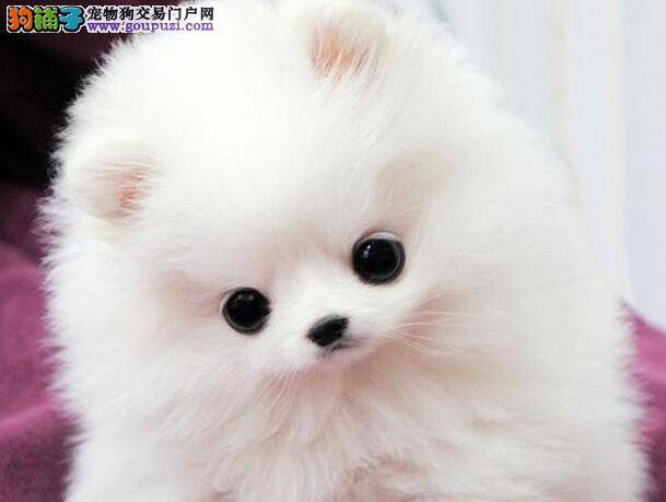 饲养博美犬时主人不可忽视的工作