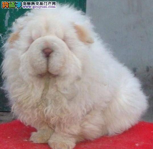面对松狮犬的护食行为应该如何纠正