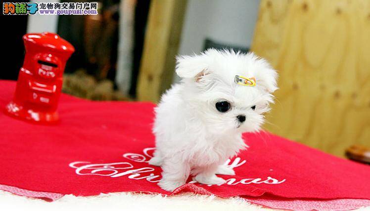 训练马尔济斯犬的原则与训练手段