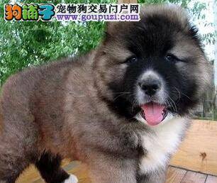 健康教练告诉你为什么高加索犬会出现肥胖症