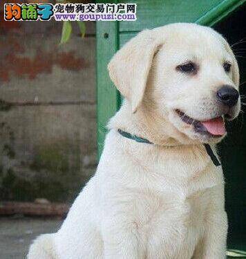 饲养拉布拉多犬对主人的心理健康有什么好处