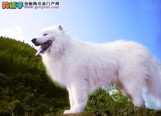 如何让你的萨摩耶成为众狗之中的焦点
